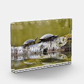 Zwei Schildkröten auf Baumlog Fotoblock (Links)