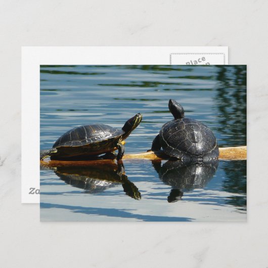 Zwei Schildkröten auf der Turtle-Bar Postkarte (Vorne/Hinten)