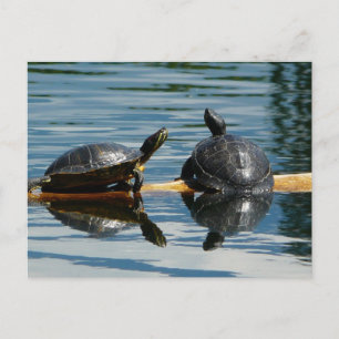 Zwei Schildkröten auf der Turtle-Bar Postkarte