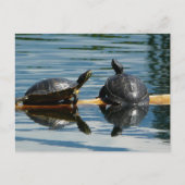 Zwei Schildkröten auf der Turtle-Bar Postkarte (Vorderseite)