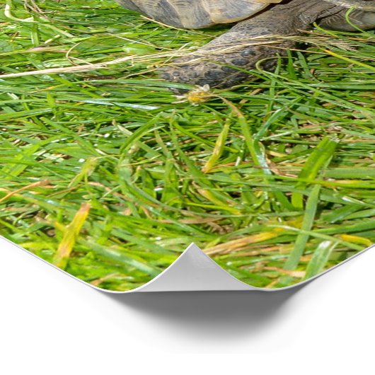 Zwei Schildkröten durchqueren Grünrasen Poster (Ecke)