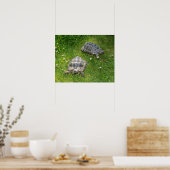Zwei Schildkröten durchqueren Grünrasen Poster (Küche)