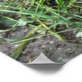 Zwei Schildkröten fütternd Tiere Poster (Ecke)