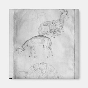 Zwei Schildkröten, Ziege und Schafe Magnet