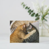 Zwei schlafende Tabby Katzen Cuddling Postkarte (Stehend Vorderseite)