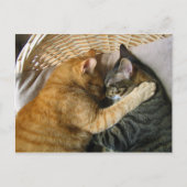 Zwei schlafende Tabby Katzen Cuddling Postkarte (Vorderseite)