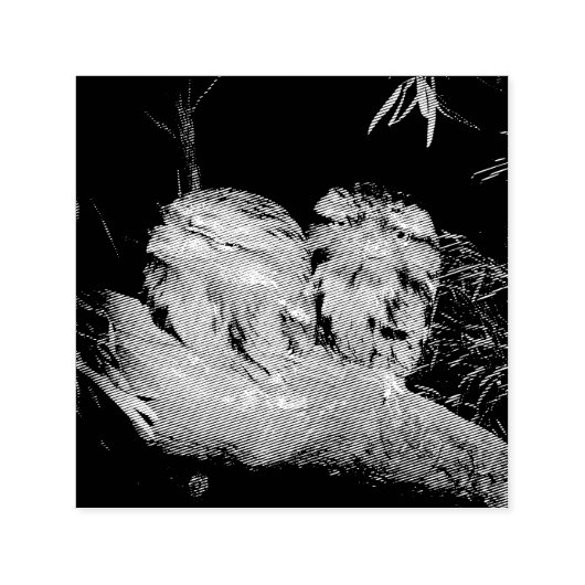 Zwei schlaflose Frogmouth Owls, Permastempel (Design)