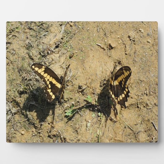 Zwei Schmetterlinge auf Sandy Beach Fotografie Fotoplatte (Vorderseite)