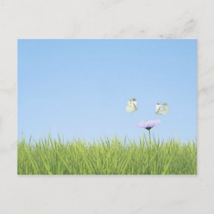 Zwei Schmetterlinge schwärmen über der Blume Postkarte