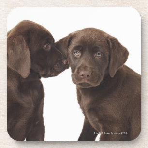 Zwei Schokolade Labrador retriever-Welpen Getränkeuntersetzer