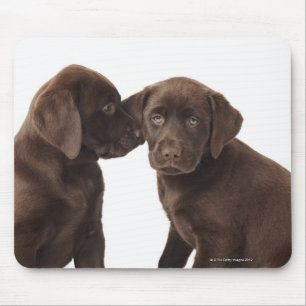 Zwei Schokolade Labrador retriever-Welpen Mousepad