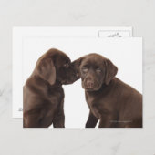 Zwei Schokolade Labrador retriever-Welpen Postkarte (Vorne/Hinten)