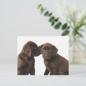 Zwei Schokolade Labrador retriever-Welpen Postkarte (Stehend Vorderseite)
