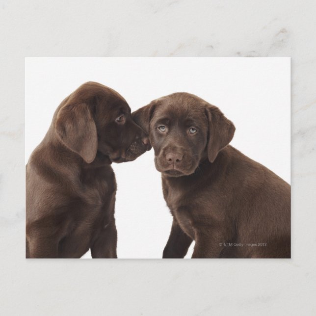 Zwei Schokolade Labrador retriever-Welpen Postkarte (Vorderseite)