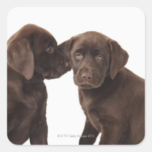 Zwei Schokolade Labrador Retriever Welpen Quadratischer Aufkleber