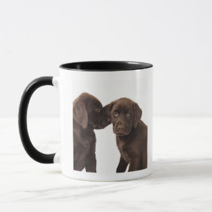 Zwei Schokolade Labrador retriever-Welpen Tasse