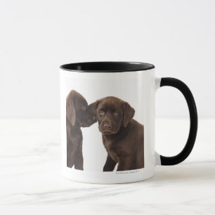 Zwei Schokolade Labrador retriever-Welpen Tasse