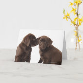 Zwei schokoladenartige Labrador Retriever Welpen Karte (Gelbe Blume)