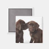 Zwei schokoladenartige Labrador Retriever Welpen Magnet (Vorderseite/Rückseite)