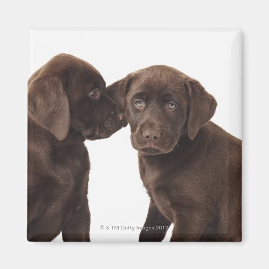 Zwei schokoladenartige Labrador Retriever Welpen Magnet (Vorne)