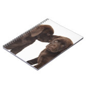 Zwei schokoladenartige Labrador Retriever Welpen Notizblock (Linke Seite)