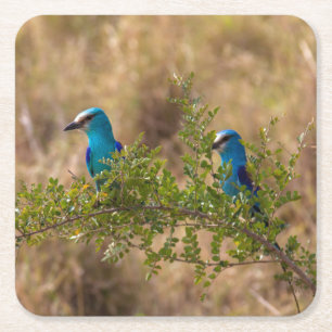Zwei schöne blaue Vögel auf einem Ast Rechteckiger Pappuntersetzer