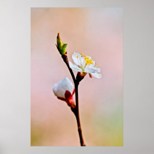 Zwei schöne japanische Apricot-Blume Poster
