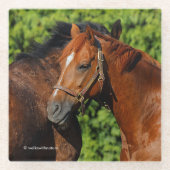 Zwei schöne Kastanienpferde in der Sonne Glasuntersetzer (Vorderseite)