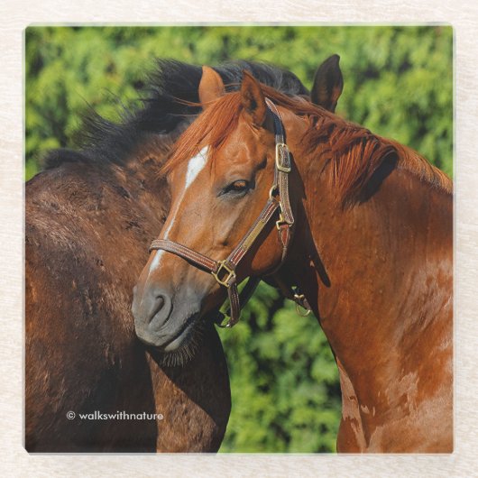 Zwei schöne Kastanienpferde in der Sonne Glasuntersetzer (Vorderseite)