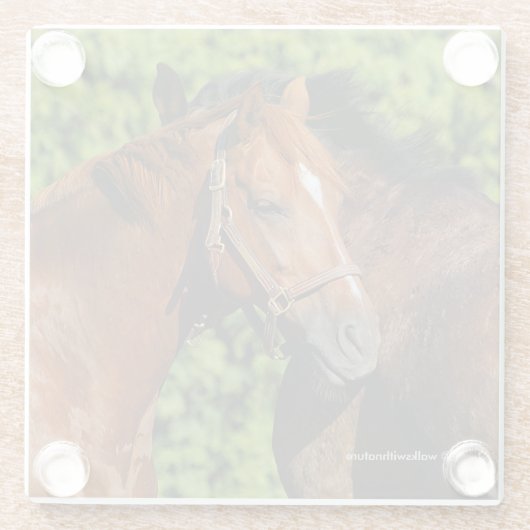 Zwei schöne Kastanienpferde in der Sonne Glasuntersetzer (Rückseite)