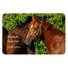 Zwei schöne Kastanienpferde in der Sonne Magnet