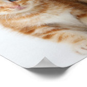 Zwei schöne Kätzchen Poster (Ecke)