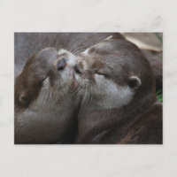 Zwei schöne Otters