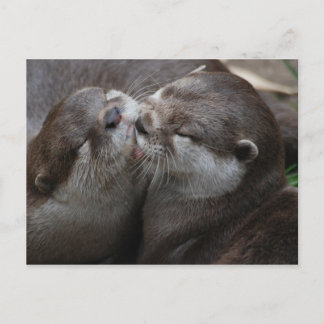Zwei schöne Otters Postkarte