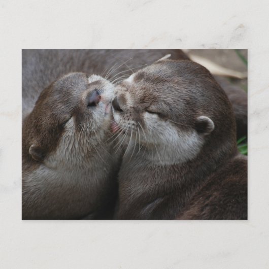 Zwei schöne Otters Postkarte (Vorderseite)