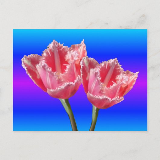 Zwei schöne Pink Tulips Blue BG DIY Postkarte (Vorderseite)