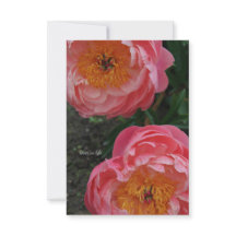 Zwei schöne rosa Peonies