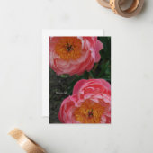 Zwei schöne rosa Peonies Mitteilungskarte (Vorderseite/Rückseite Beispiel)