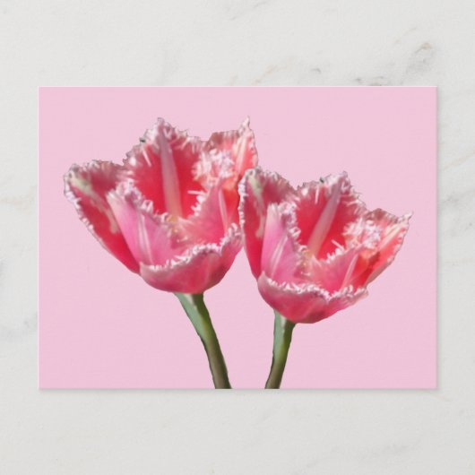 Zwei schöne rosa Tulpen Kust. BG DIY Postcard Postkarte (Vorderseite)