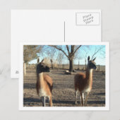 zwei schöne Vikuñas Postkarte (Vorne/Hinten)