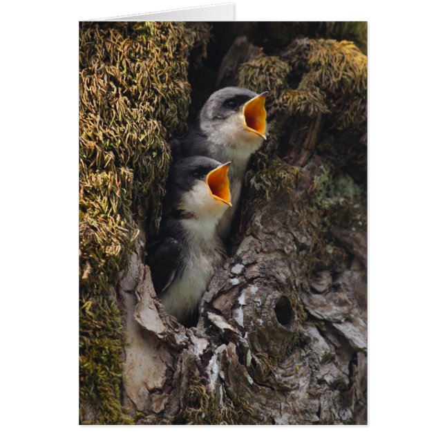 Zwei Schwalben der Babybaume (Vorne)