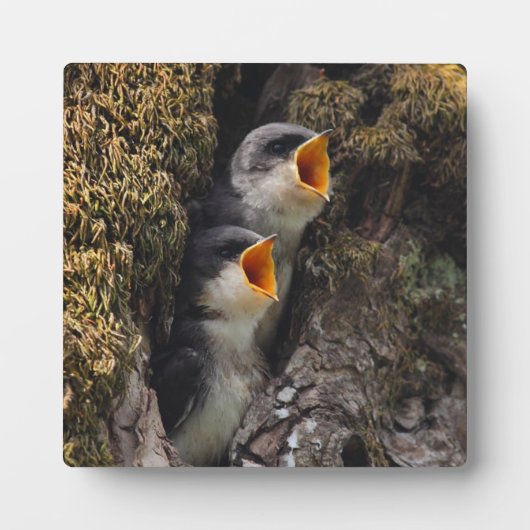 Zwei Schwalben der Babybaume Fotoplatte (Vorderseite)
