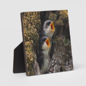 Zwei Schwalben der Babybaume Fotoplatte (Vorderseite)
