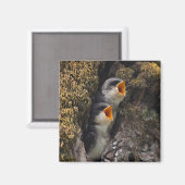 Zwei Schwalben der Babybaume Magnet (Vorderseite/Rückseite)