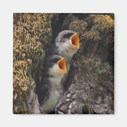 Zwei Schwalben der Babybaume Magnet (Vorne)