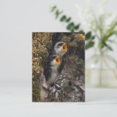 Zwei Schwalben der Babybaume Postkarte (Stehend Vorderseite)