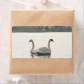 Zwei Schwäne (Insitu)