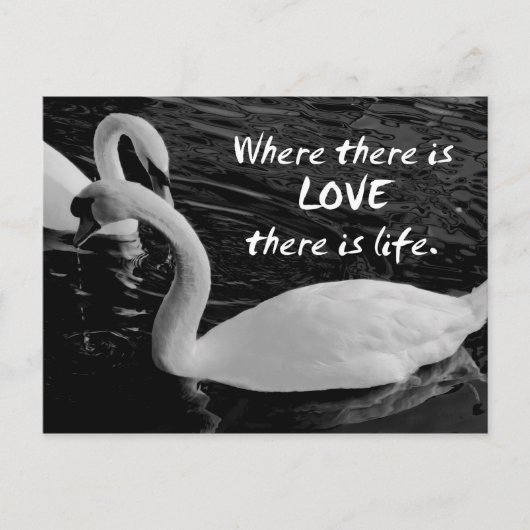 Zwei Schwäne am See Postkarte (Vorderseite)