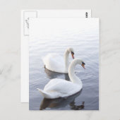 Zwei Schwäne Postkarte (Vorne/Hinten)