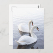 Zwei Schwäne schwimmen am ruhigen See Postkarte (Vorne/Hinten)